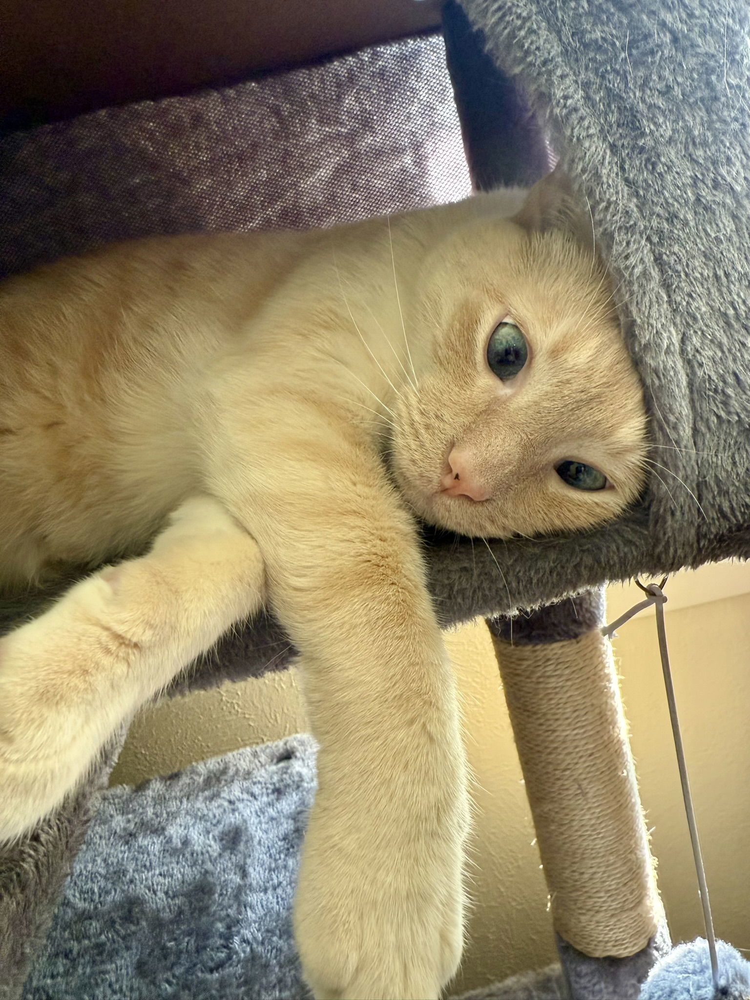 Echo/ Milo