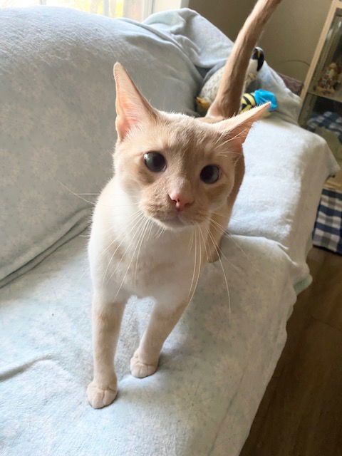 Echo/ Milo