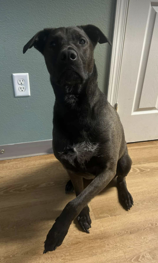Bear, an adoptable Labrador Retriever in Anchorage, AK, 99503 | Photo Image 1