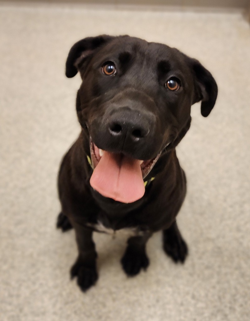 Dodger, an adoptable Black Labrador Retriever, Pit Bull Terrier in Superior, WI, 54880 | Photo Image 1