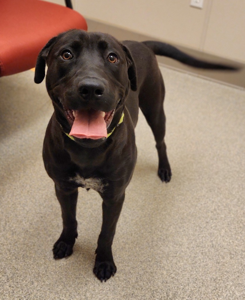 Dodger, an adoptable Black Labrador Retriever, Pit Bull Terrier in Superior, WI, 54880 | Photo Image 2