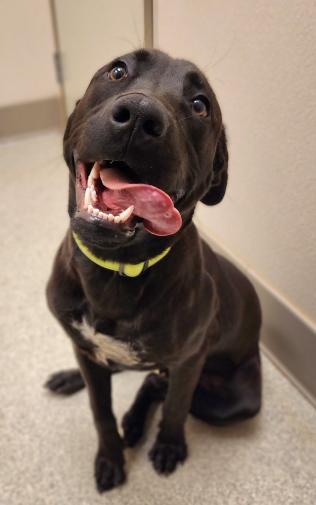Dodger, an adoptable Black Labrador Retriever, Pit Bull Terrier in Superior, WI, 54880 | Photo Image 3