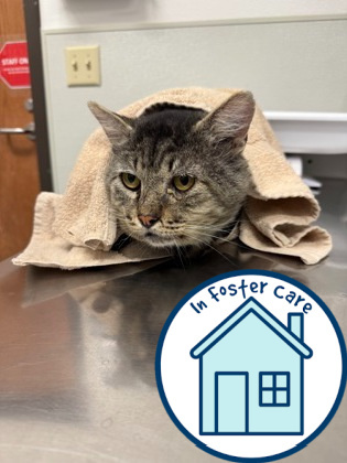 Asa, an adoptable Domestic Short Hair in Walla Walla, WA, 99362 | Photo Image 1