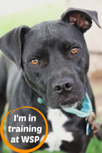 Limousine, an adoptable Mixed Breed in Walla Walla, WA, 99362 | Photo Image 1