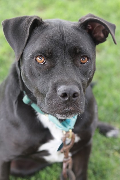 Limousine, an adoptable Mixed Breed in Walla Walla, WA, 99362 | Photo Image 2