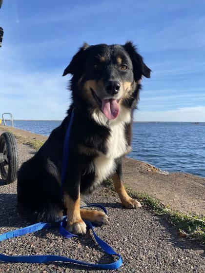 Nova Avery, an adoptable Australian Shepherd, Border Collie in Gwinn, MI, 49841 | Photo Image 1