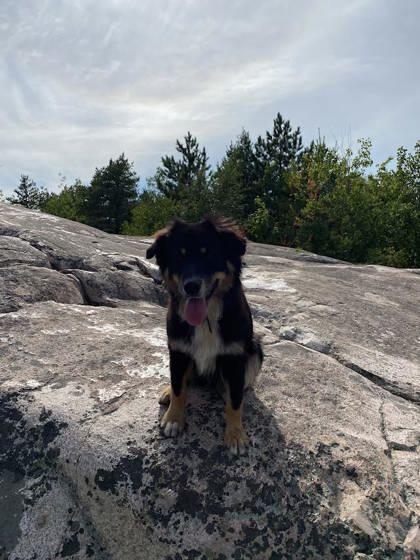 Nova Avery, an adoptable Australian Shepherd, Border Collie in Gwinn, MI, 49841 | Photo Image 2