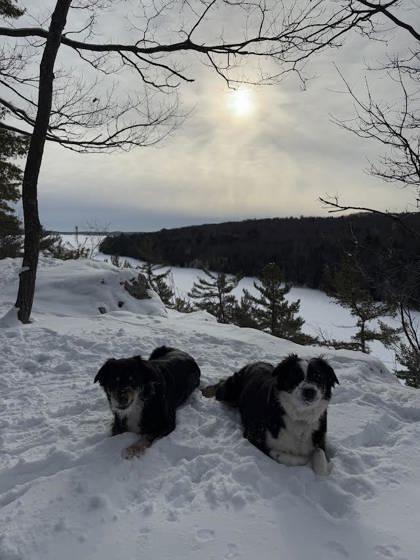 Nova Avery, an adoptable Australian Shepherd, Border Collie in Gwinn, MI, 49841 | Photo Image 3