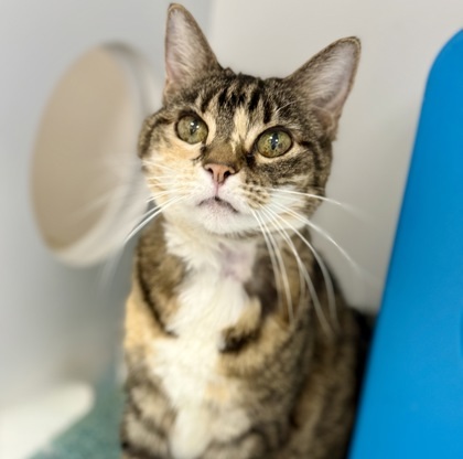 Jewel, an adoptable Domestic Short Hair in Gwinn, MI, 49841 | Photo Image 1