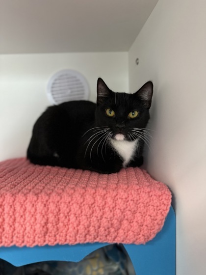 Marceline, an adoptable Domestic Short Hair in Gwinn, MI, 49841 | Photo Image 2