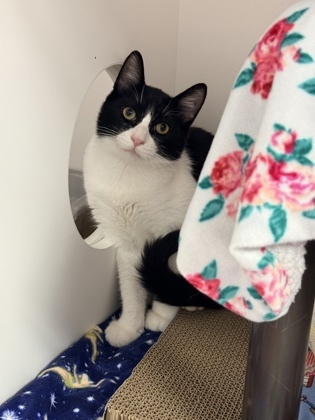 Pirate, an adoptable Domestic Short Hair in Gwinn, MI, 49841 | Photo Image 1