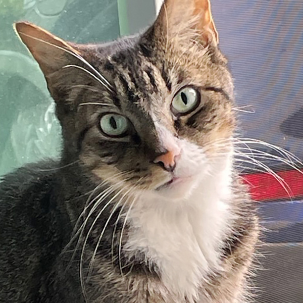 Nelson