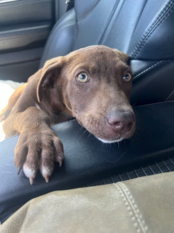 Peanut