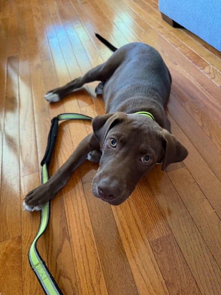 Peanut