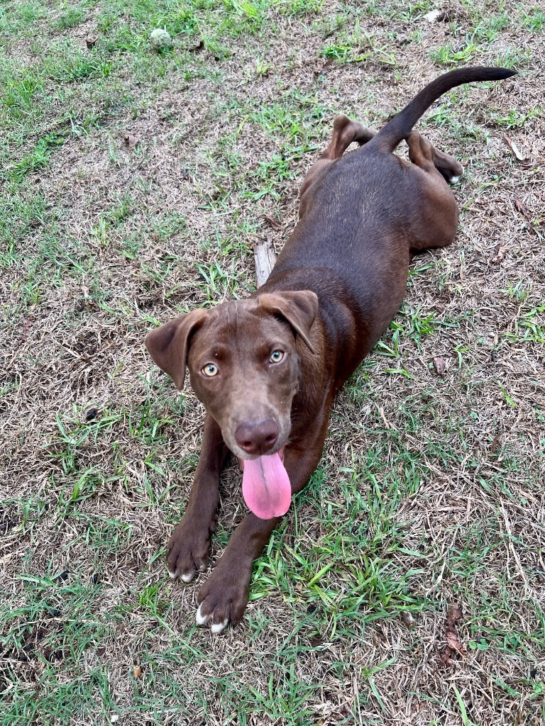Peanut