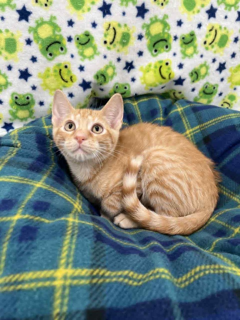 Tony, an adoptable Domestic Short Hair in Brookings, OR, 97415 | Photo Image 1
