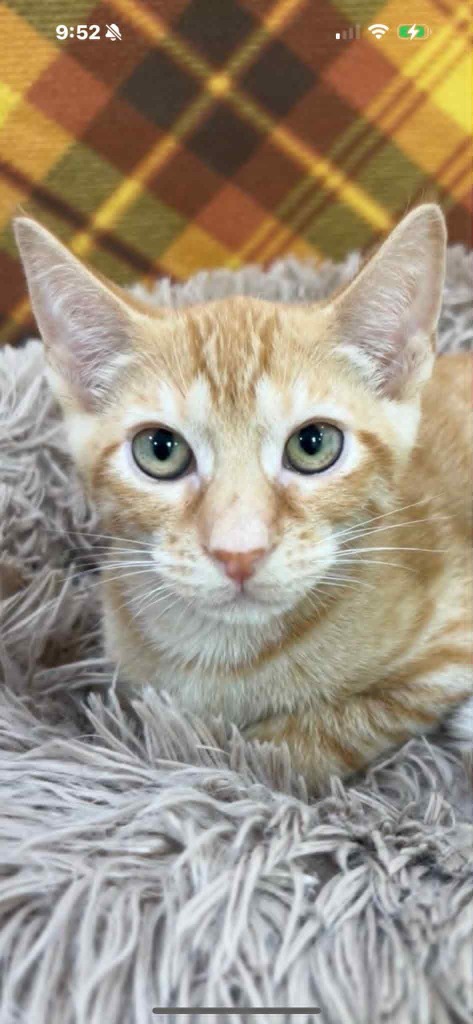 Tony, an adoptable Domestic Short Hair in Brookings, OR, 97415 | Photo Image 2