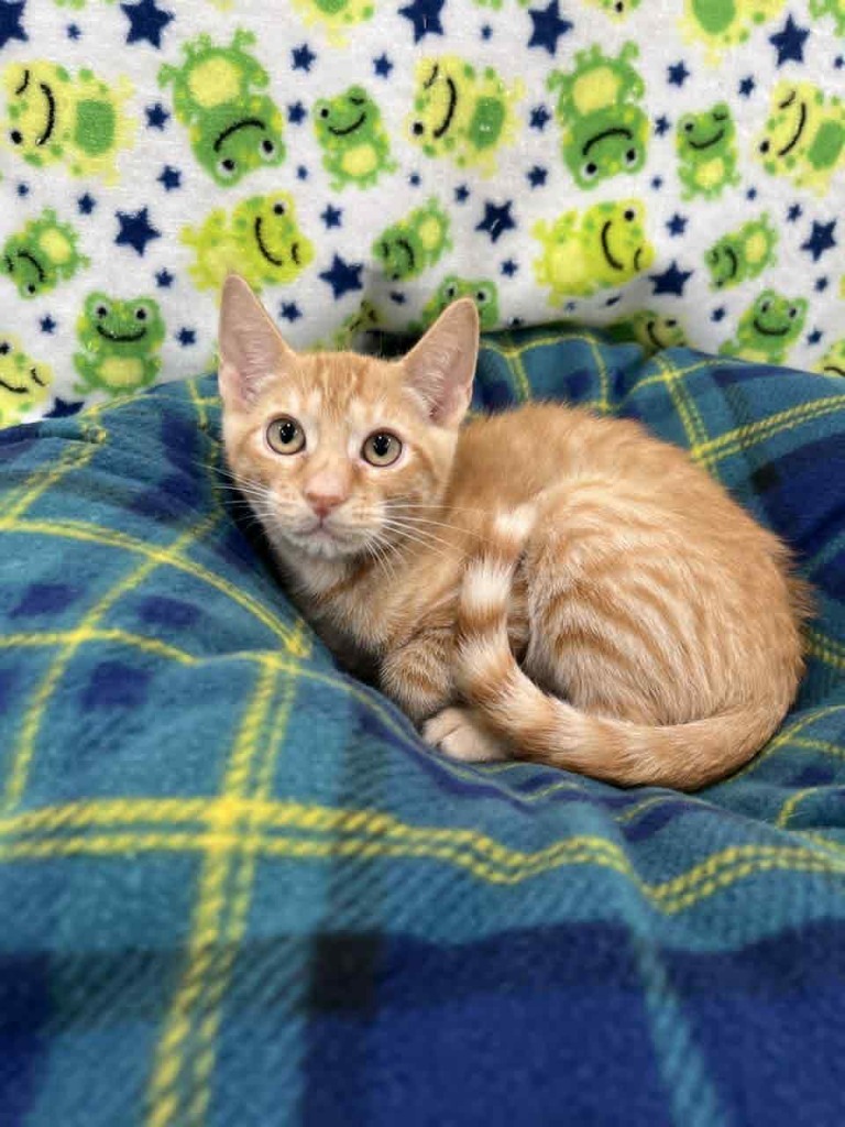 Tony, an adoptable Domestic Short Hair in Brookings, OR, 97415 | Photo Image 3