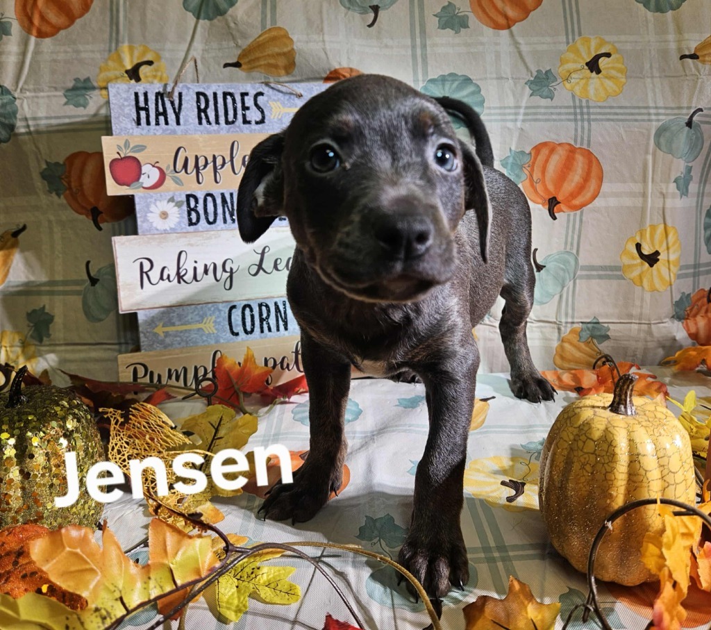 Jensen