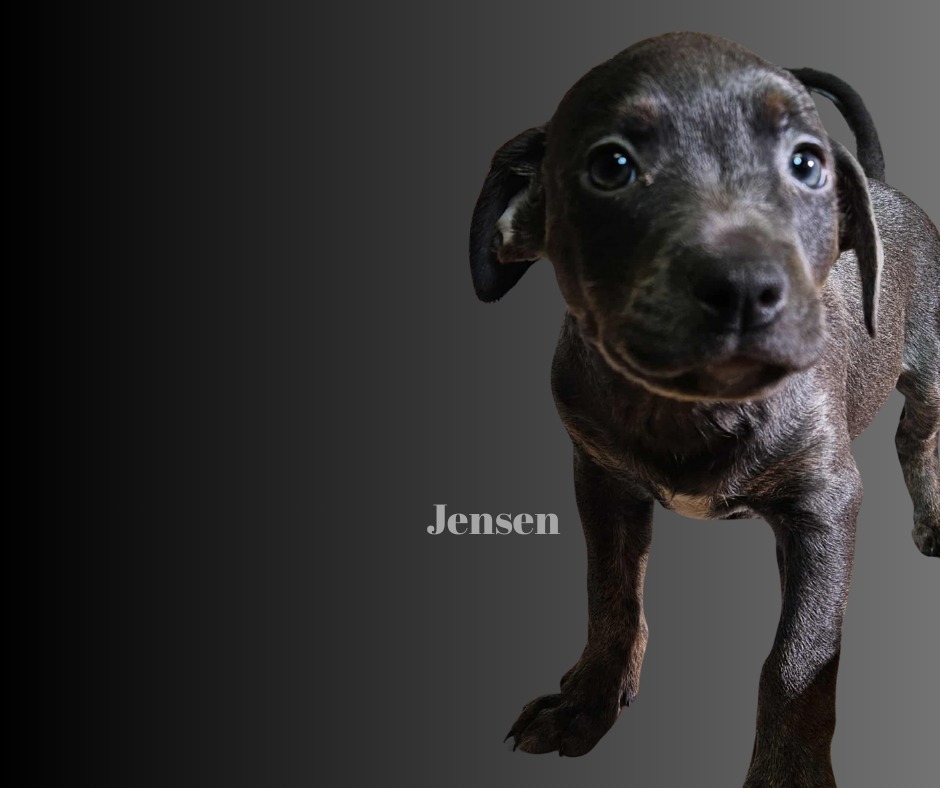 Jensen