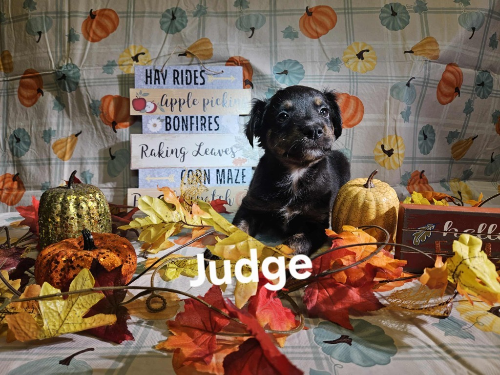 Judge