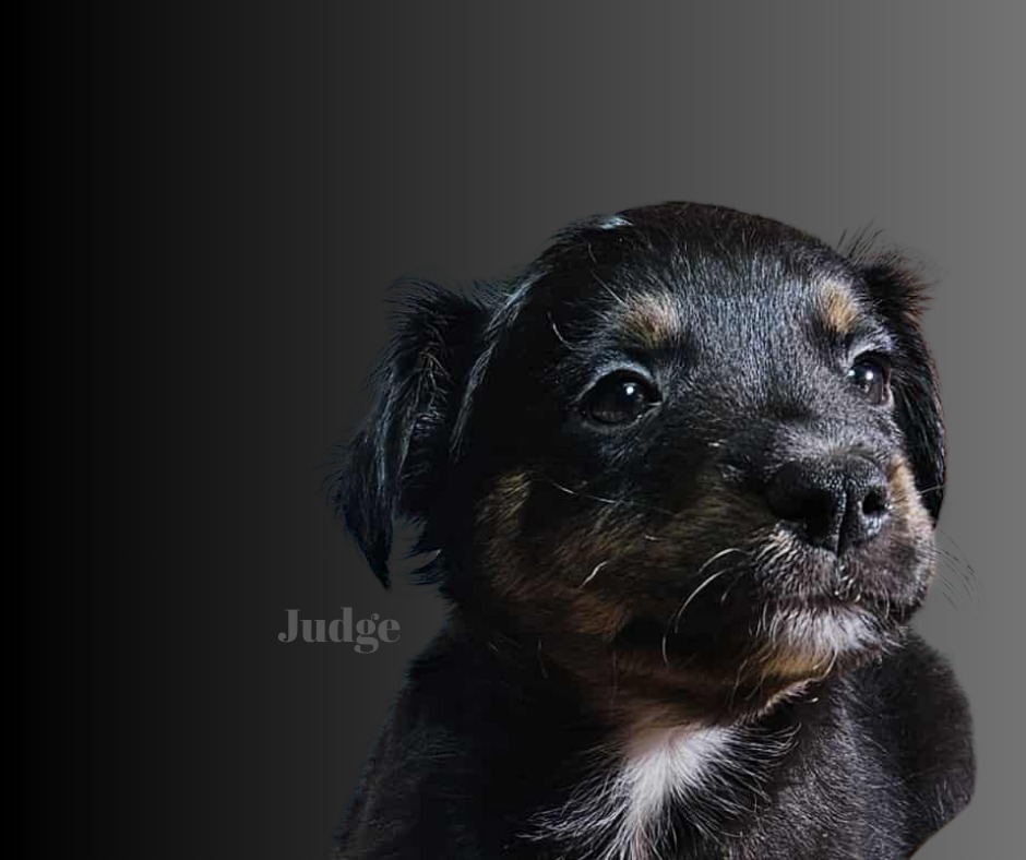 Judge