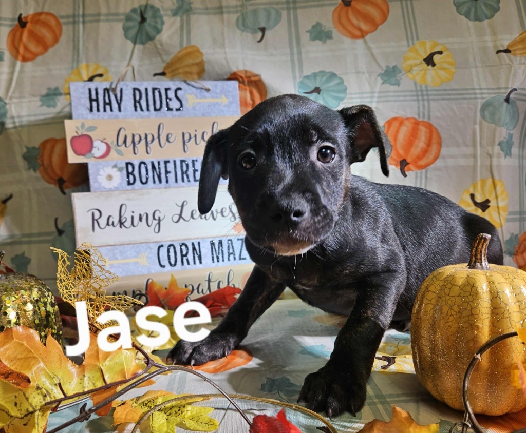 Jase