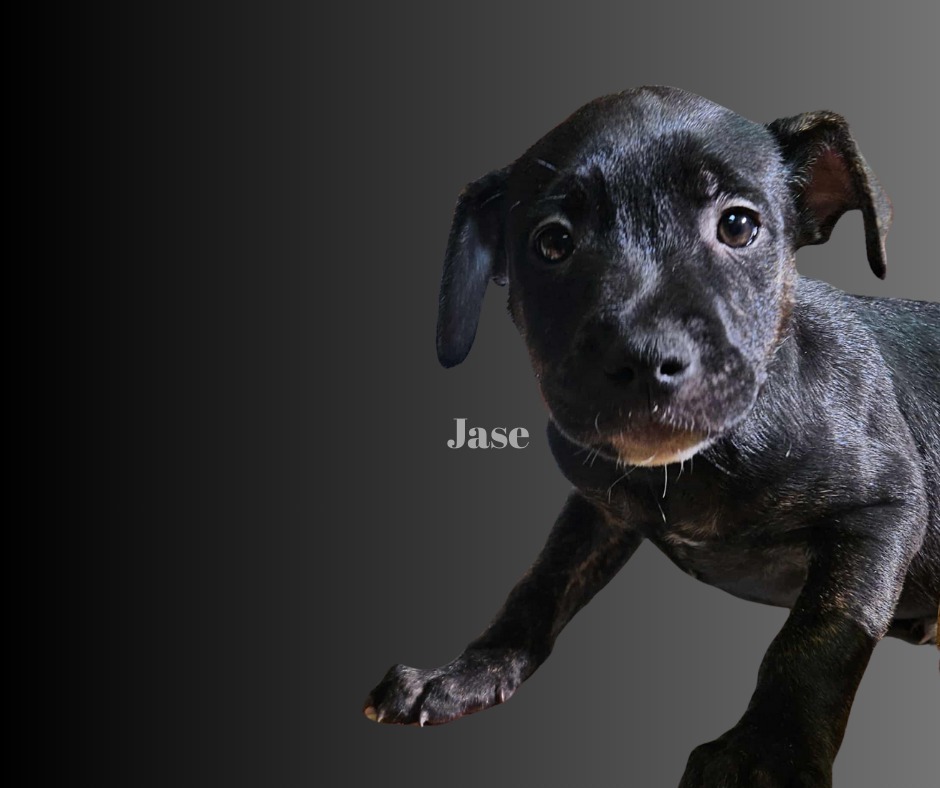 Jase