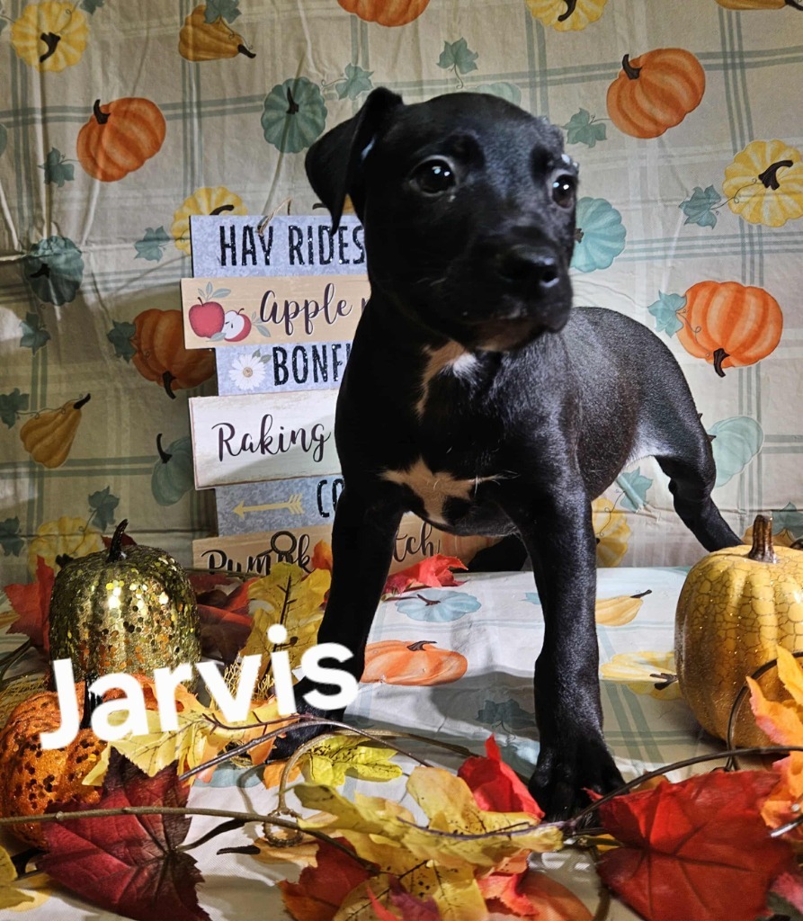Jarvis