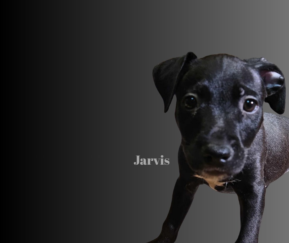 Jarvis