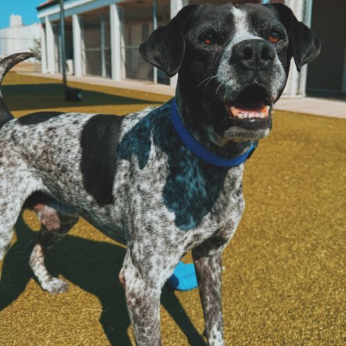 Ford, an adoptable German Shorthaired Pointer, Mixed Breed in Hays, KS, 67601 | Photo Image 3