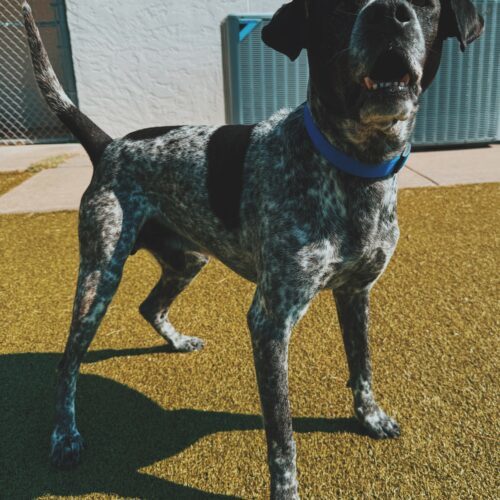 Ford, an adoptable German Shorthaired Pointer, Mixed Breed in Hays, KS, 67601 | Photo Image 6