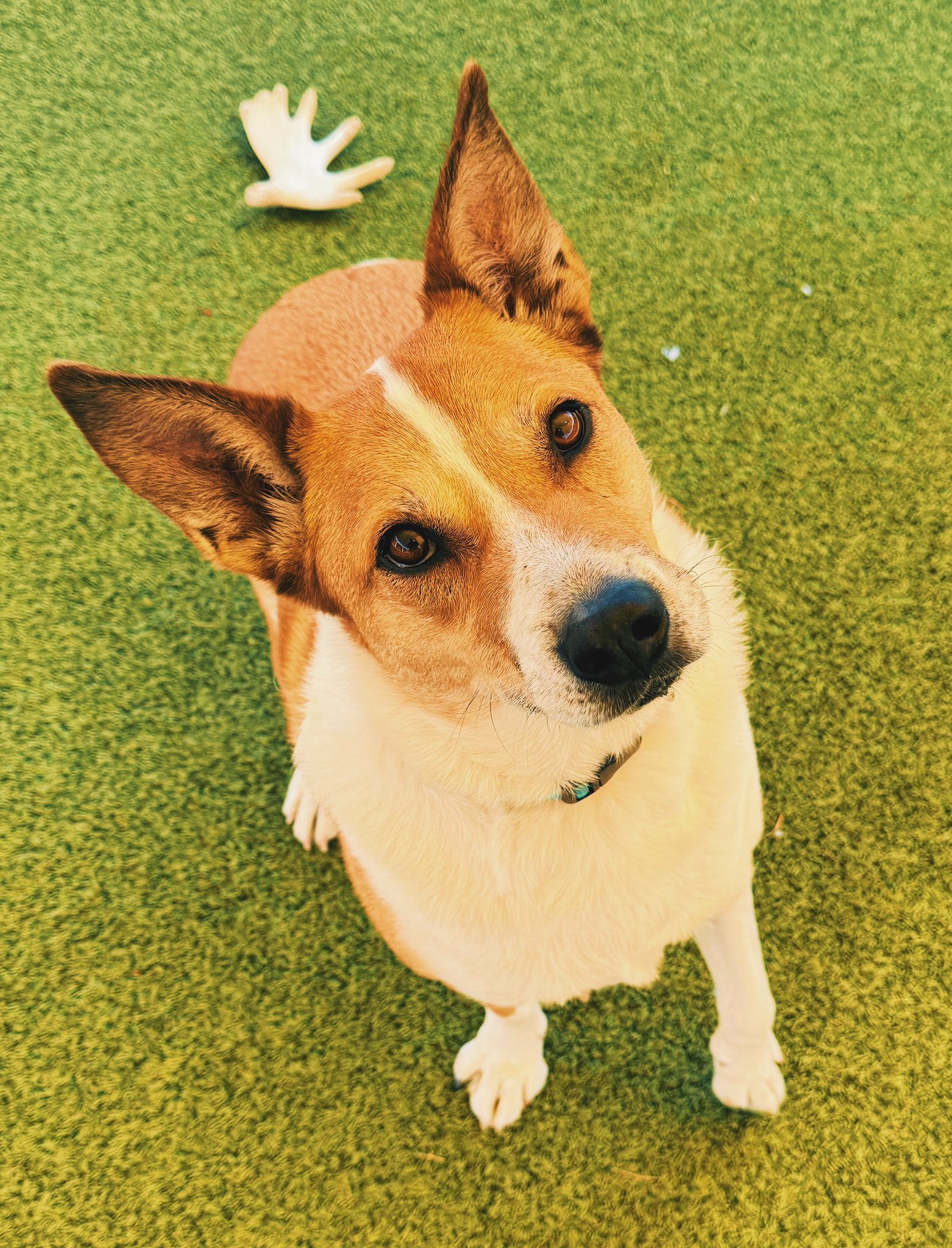 Maverick, an adoptable Australian Cattle Dog / Blue Heeler in Hays, KS, 67601 | Photo Image 1