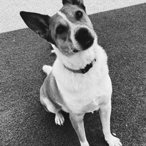 Maverick, an adoptable Australian Cattle Dog / Blue Heeler in Hays, KS, 67601 | Photo Image 2