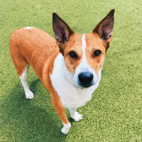 Maverick, an adoptable Australian Cattle Dog / Blue Heeler in Hays, KS, 67601 | Photo Image 3