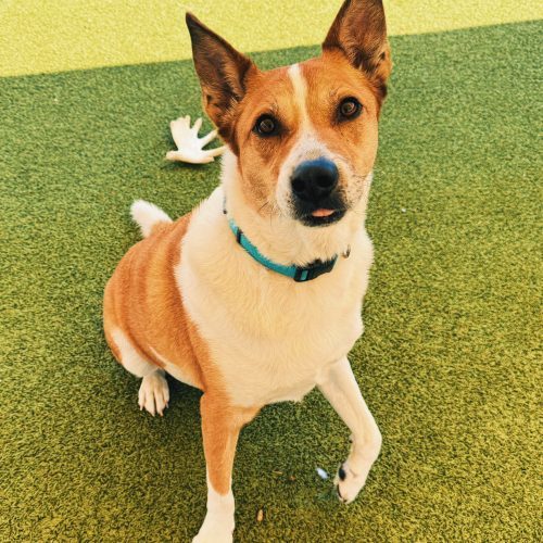 Maverick, an adoptable Australian Cattle Dog / Blue Heeler in Hays, KS, 67601 | Photo Image 4