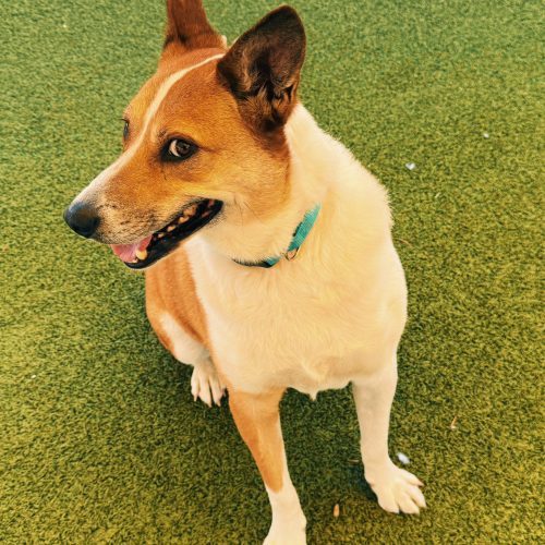 Maverick, an adoptable Australian Cattle Dog / Blue Heeler in Hays, KS, 67601 | Photo Image 5