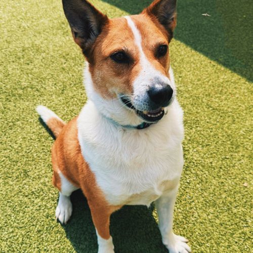 Maverick, an adoptable Australian Cattle Dog / Blue Heeler in Hays, KS, 67601 | Photo Image 6