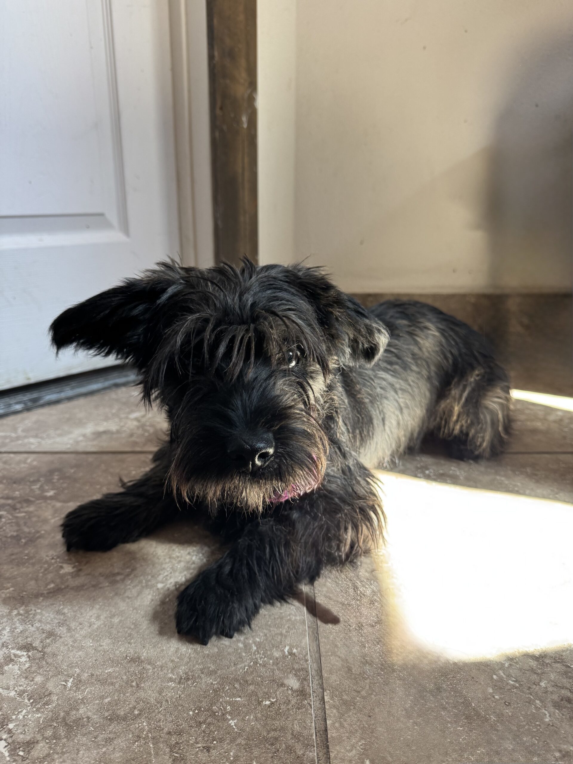 Woodrow, an adoptable Scottish Terrier in Dillon, MT, 59725 | Photo Image 1