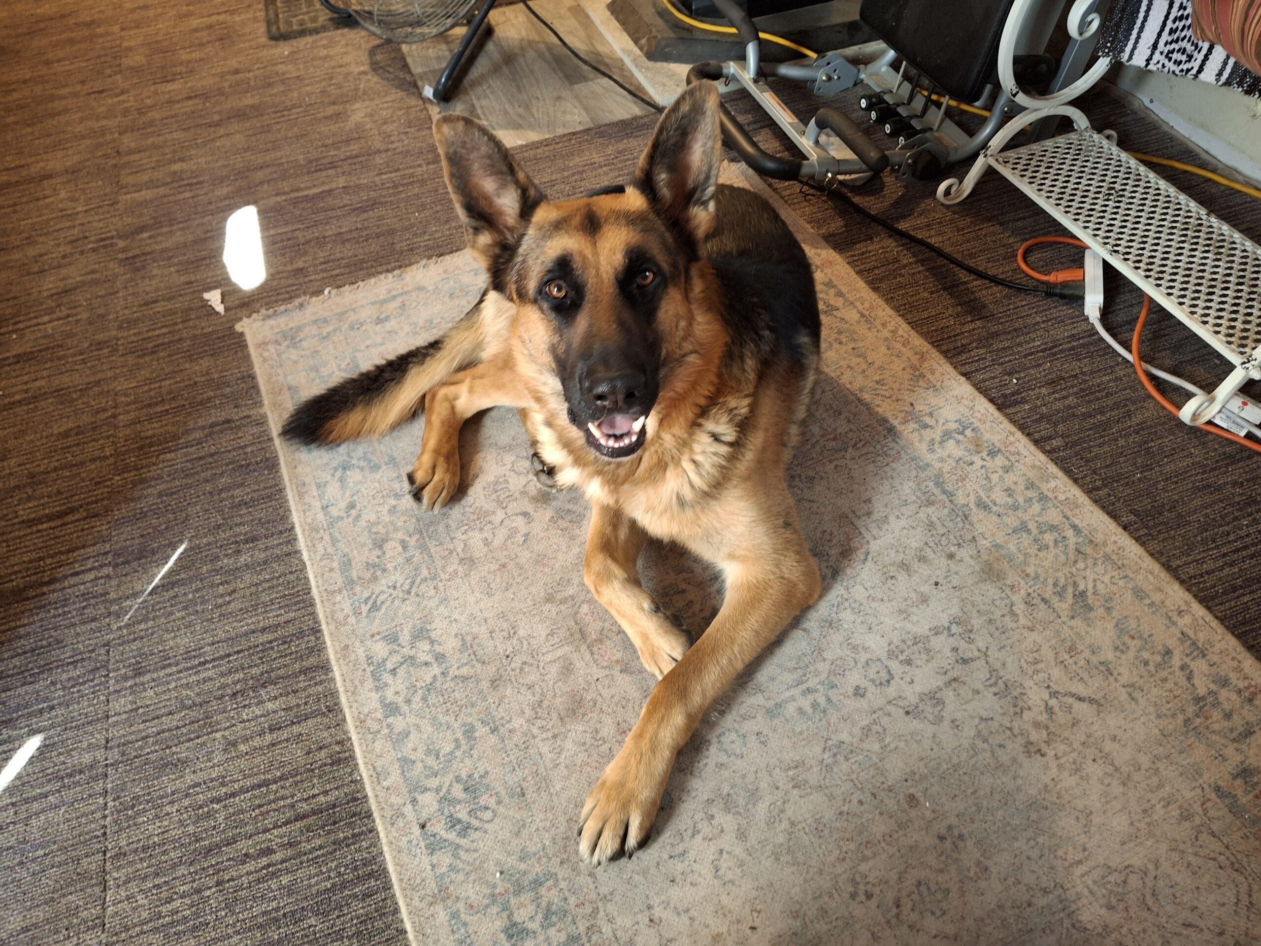 Leo, an adoptable German Shepherd Dog in Dillon, MT, 59725 | Photo Image 1