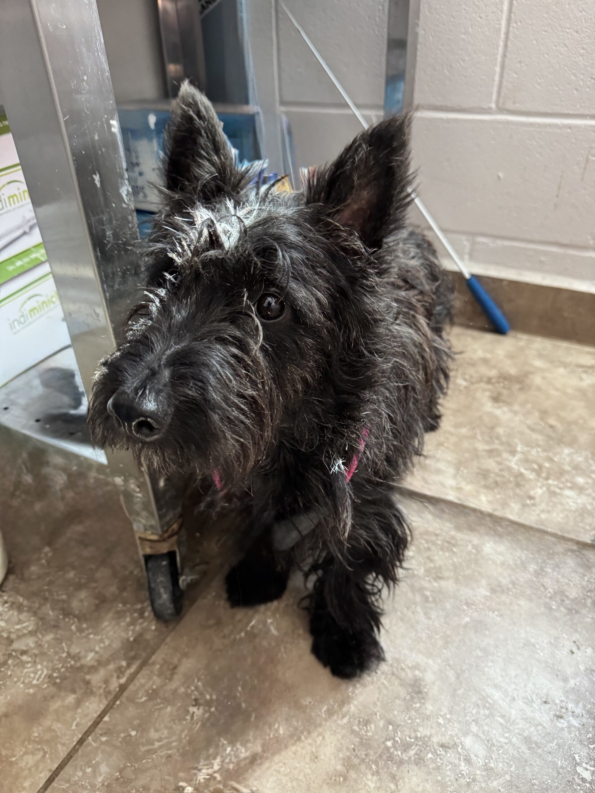 Teddy, an adoptable Scottish Terrier in Dillon, MT, 59725 | Photo Image 1