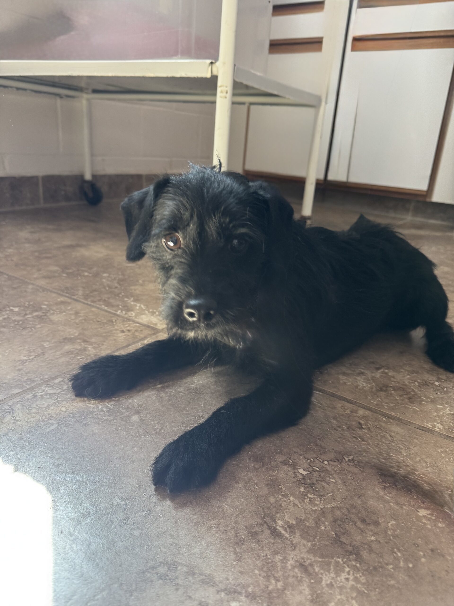 Newt, an adoptable Scottish Terrier in Dillon, MT, 59725 | Photo Image 1