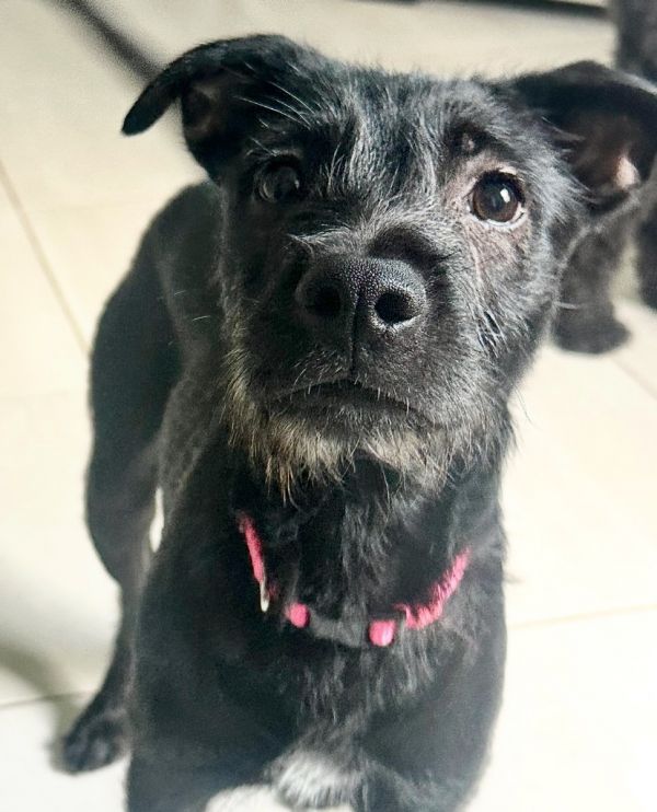 Fireflysweet  Fearful Puppy