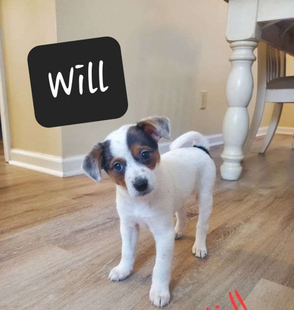 Will