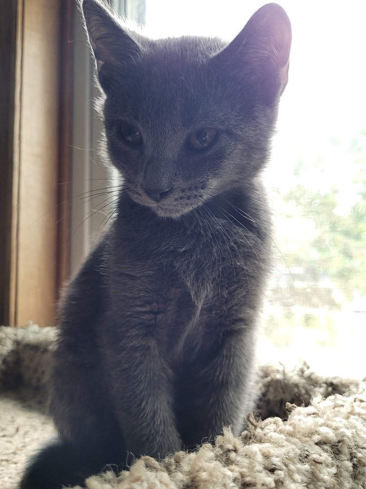 Jacques