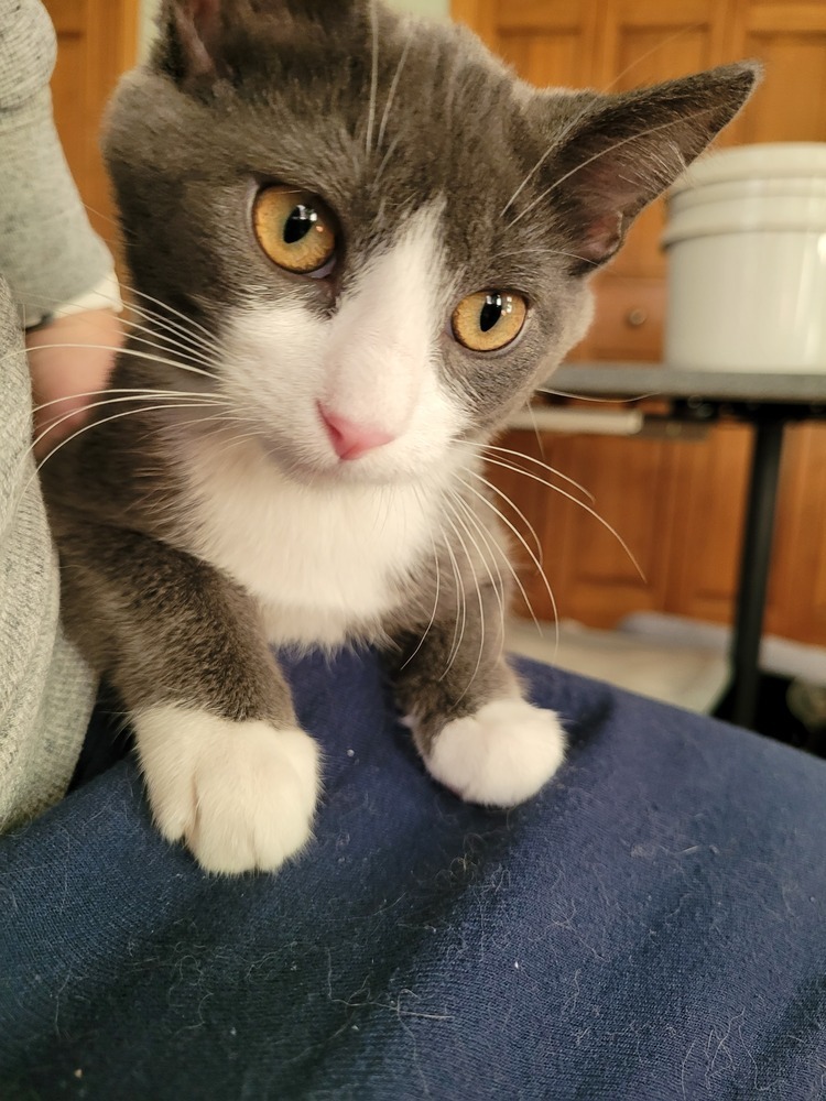 Pierre