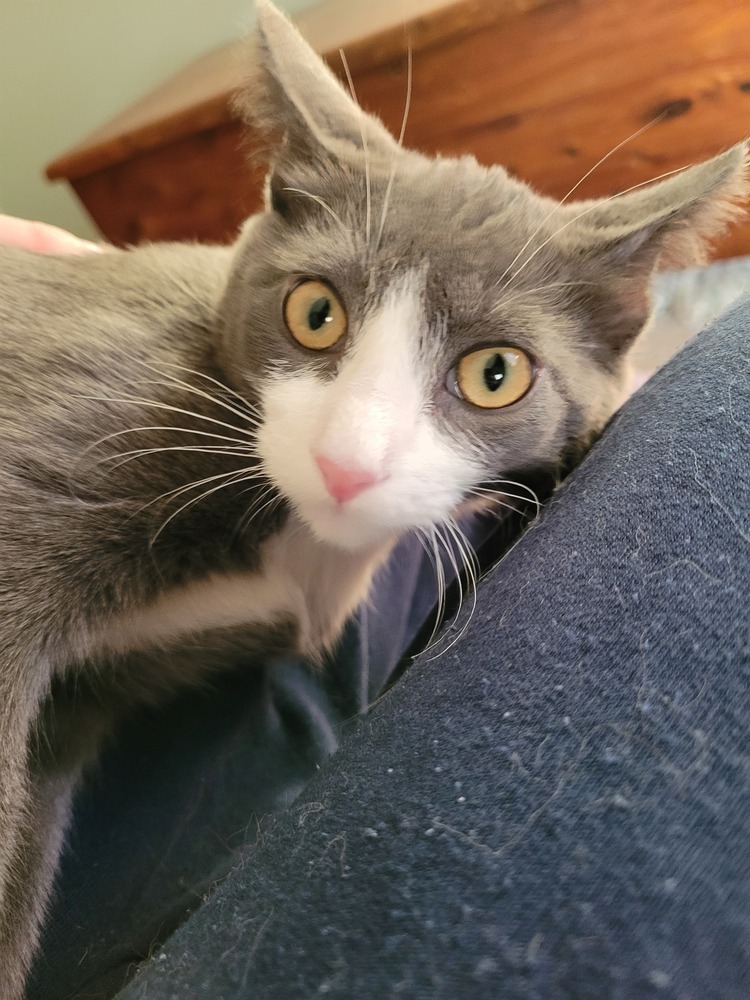 Pierre