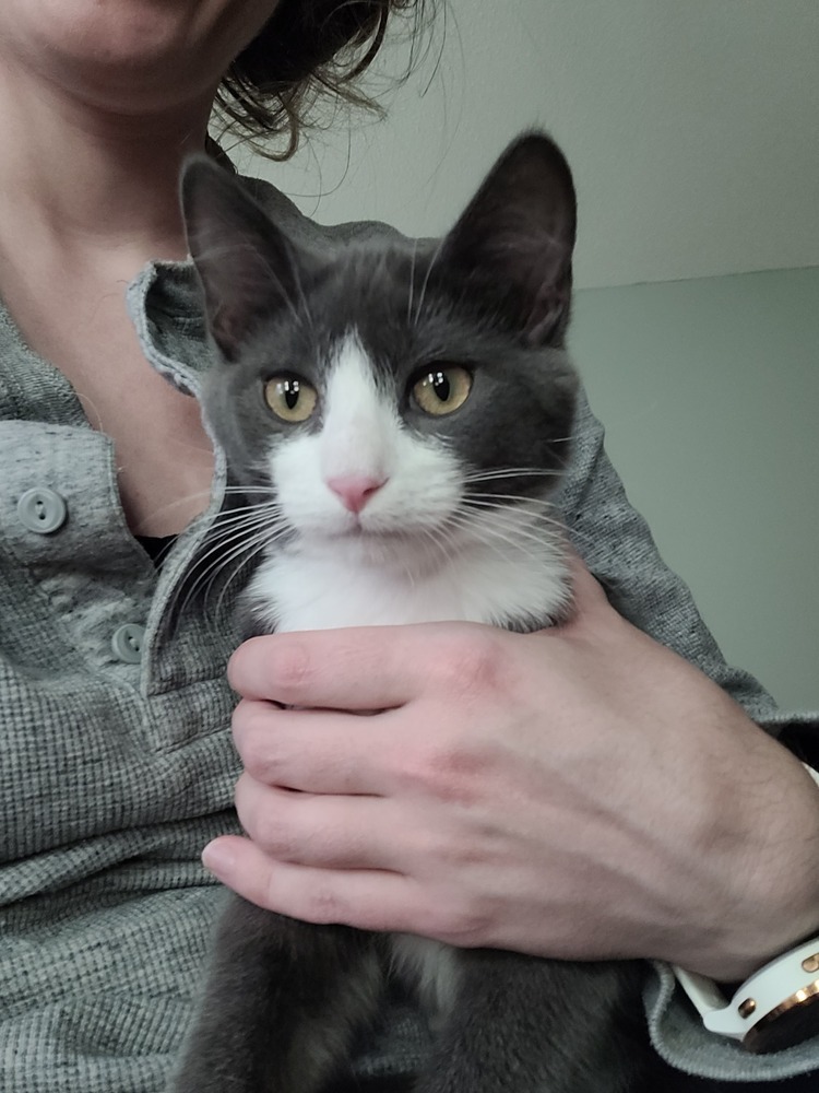 Pierre