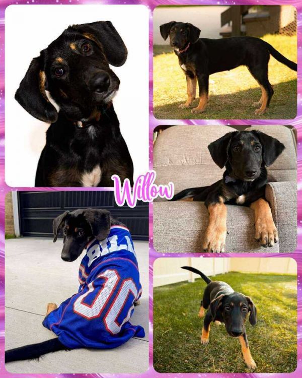 Willow