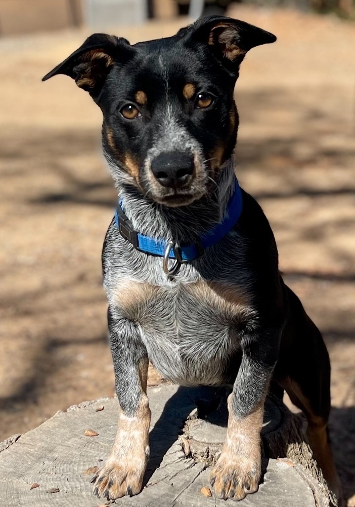 Darwin